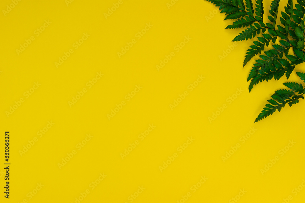 Green Asplenium leaf on the yellow background. Bio and organic concept. Green Asplenium leaf on the yellow background. Bio and organic concept.