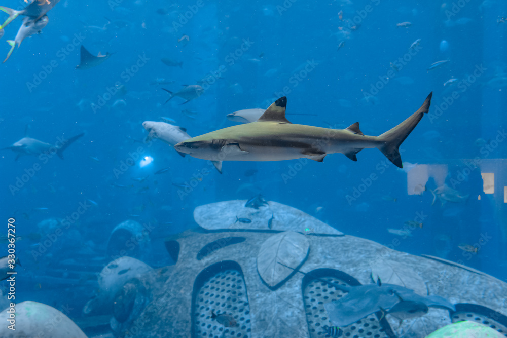 Obraz premium Reef shark near Atlantis city of Sanya on Hainan Island, China.