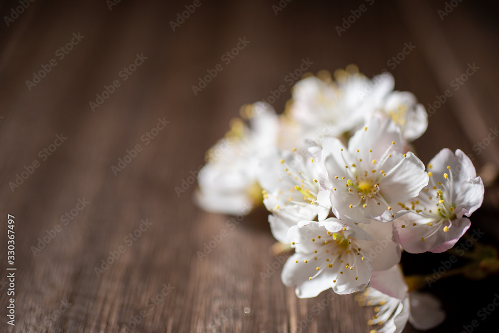 Fototapeta premium 満開の桜