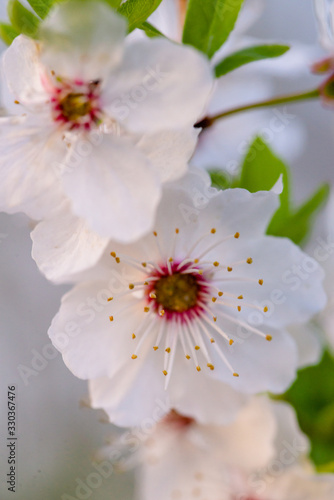 Fototapeta Naklejka Na Ścianę i Meble -  Flowering branch of fruit tree. Cherry blossomed in the spring.