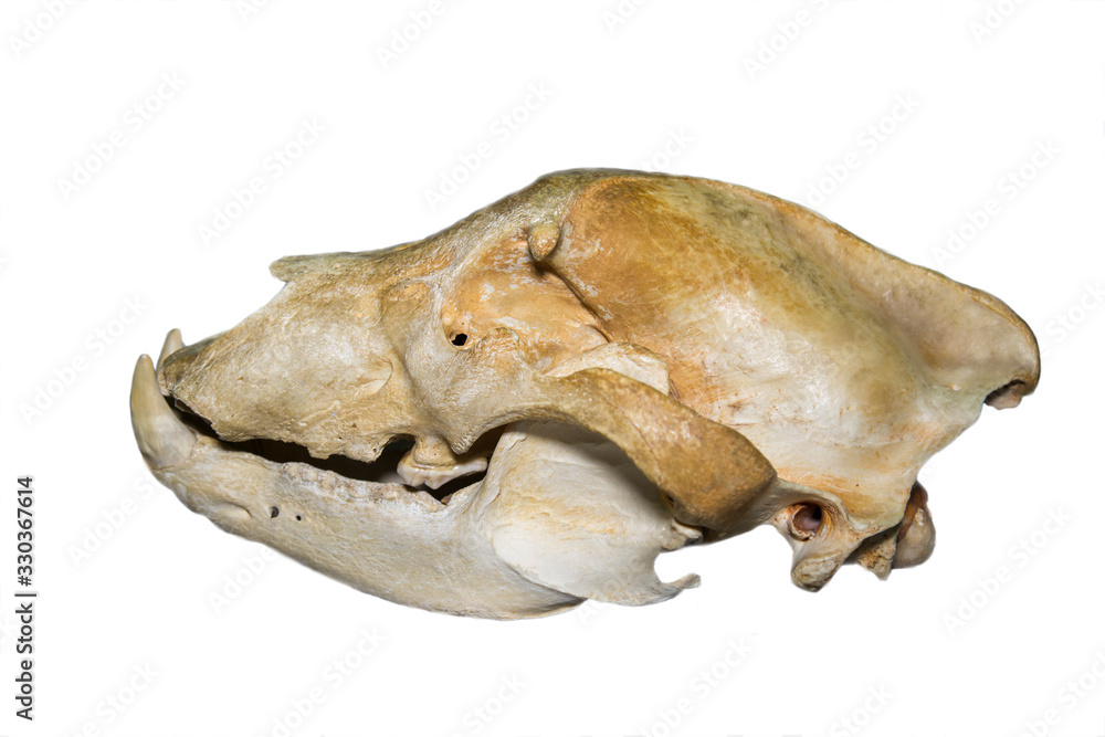 Polar bear skull (lat. Ursus maritimus) isolated on a white background, fauna, mammals, predators Polar bear skull (lat. Ursus maritimus) isolated on a white background, fauna, mammals, predators
