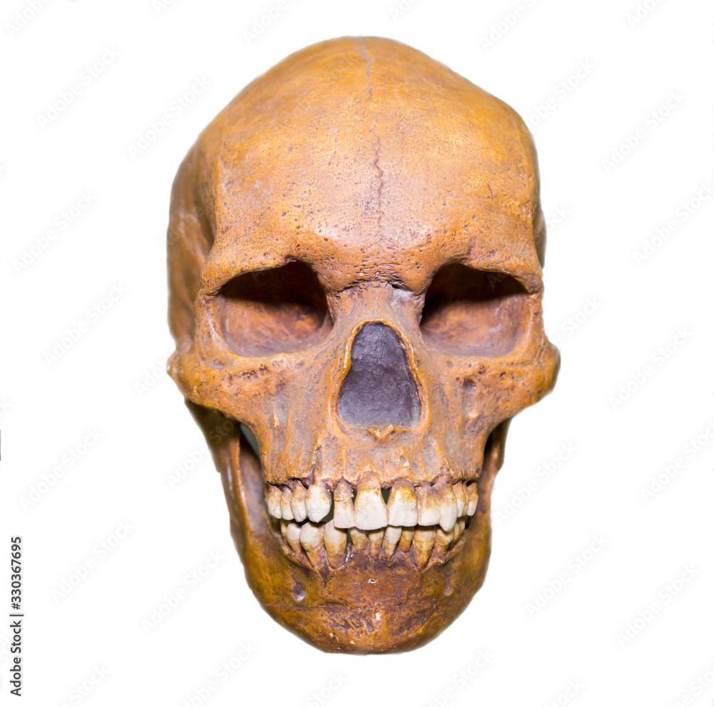 human, skull, homo sapiens, medicine, brain, bones, nerves, anthropology, protection, fibers, nose, hospital bed, cavity, dark, science, cartilage, teeth, cerebellum, trepanation, white, stretch, mark human, skull, homo sapiens, medicine, brain, bones, nerves, anthropology, protection, fibers, nose, hospital bed, cavity, dark, science, cartilage, teeth, cerebellum, trepanation, white, stretch, mark
