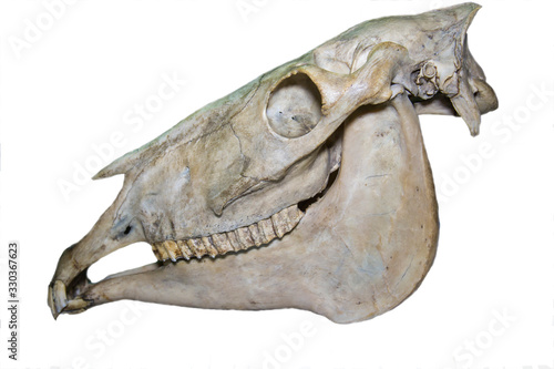 The skull of the horse (lat. Equus caballus) isolated on a white background, fauna, mammals, artiodactyls.
