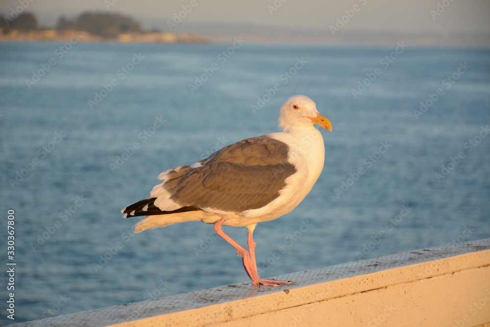 Fototapeta premium SANTA CRUZ, CALIFORNIA, USA - OCTOBER 7, 2019: Seagull at Santa Cruz Wharf