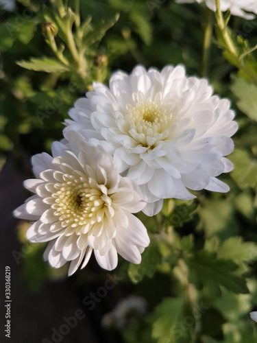 A bouquet of beautiful chrysanthemum flowers outdoors. Chrysanthemums in the garden.