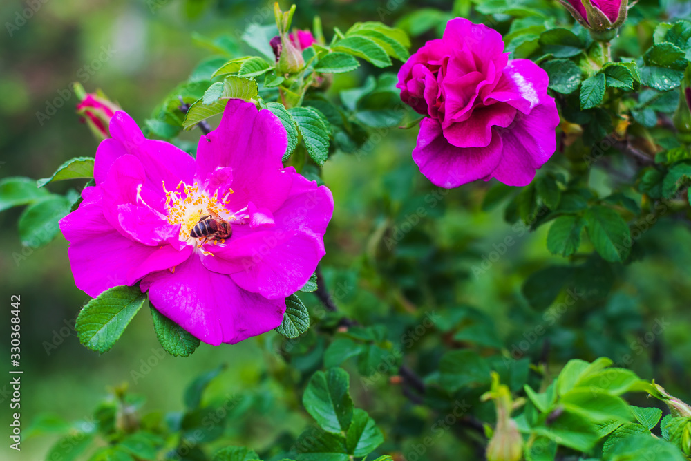 wild rose Bush in bloom wild rose Bush in bloom