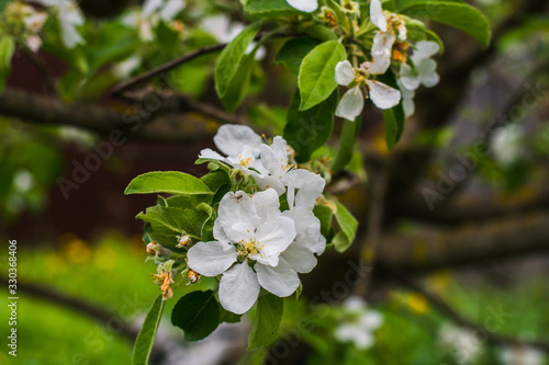 Apple tree blooms in spring