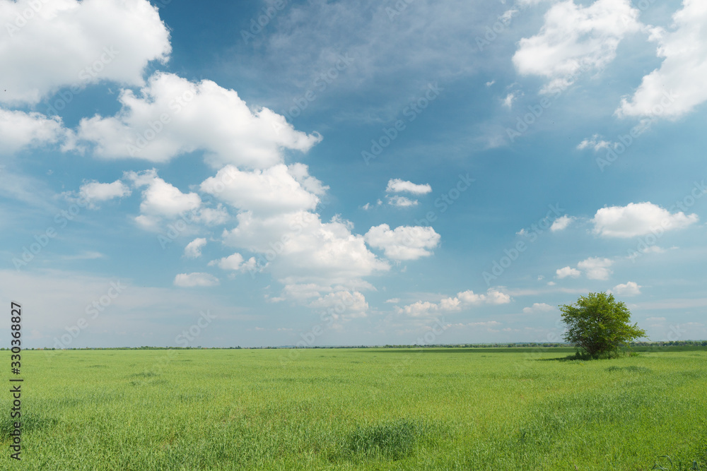 Field of green fresh grass under blue cloudy sky.