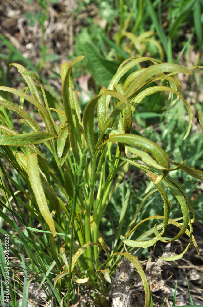 In the wild is growing Falcaria vulgaris In the wild is growing Falcaria vulgaris