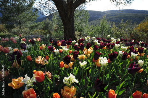 tulips in park photo