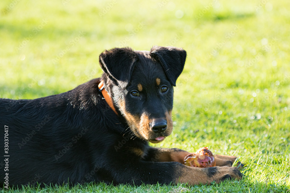 adorable young Beauce shepherd dog lying in the green grass and eating an apple adorable young Beauce shepherd dog lying in the green grass and eating an apple