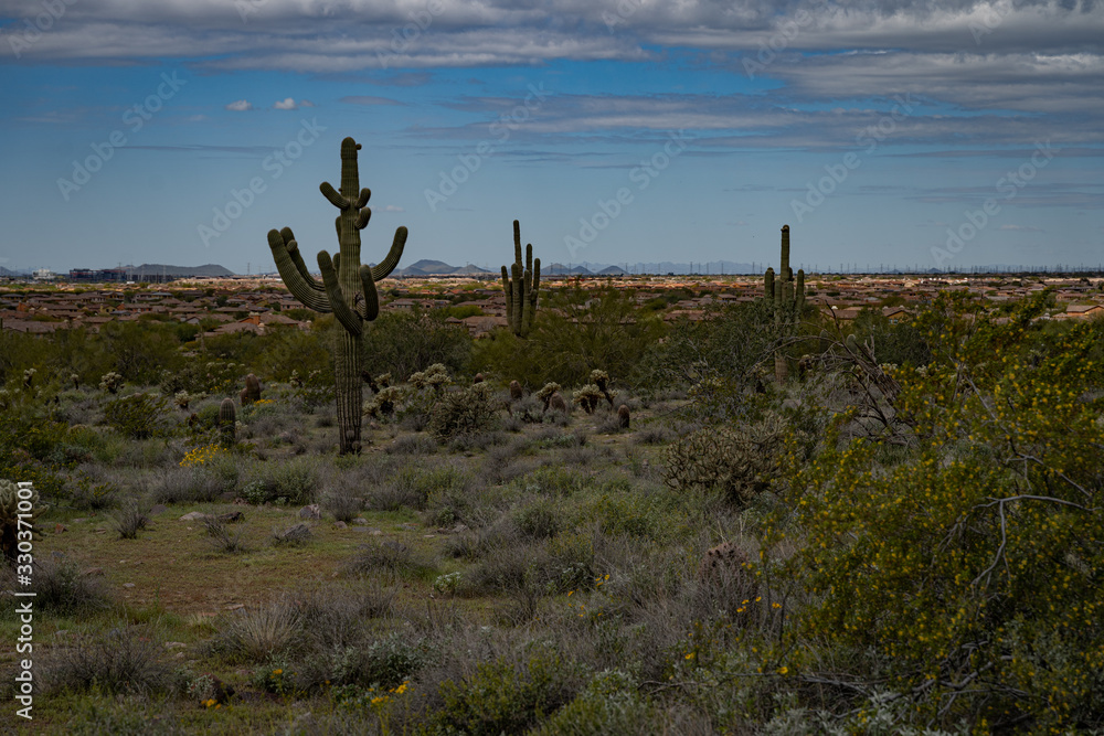 sonoran desert in Arizona hiking