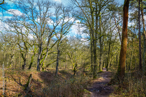 Old oaks along the Heelsumsche stream in Wolfhezer heath nature momument area in Gelderland, Netherlands
