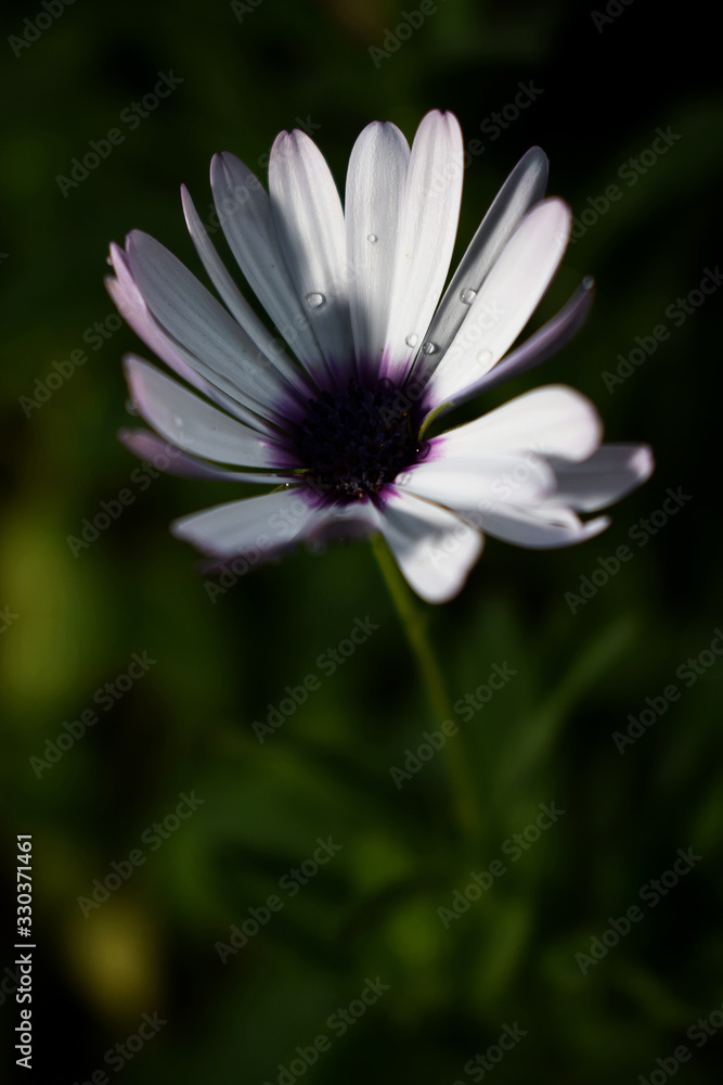 purple flower purple flower
