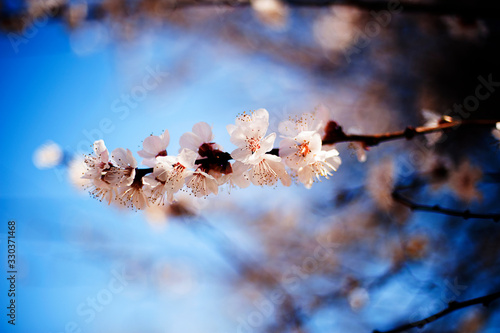 цветы весной распустившееся на яблоне на фоне голубого неба