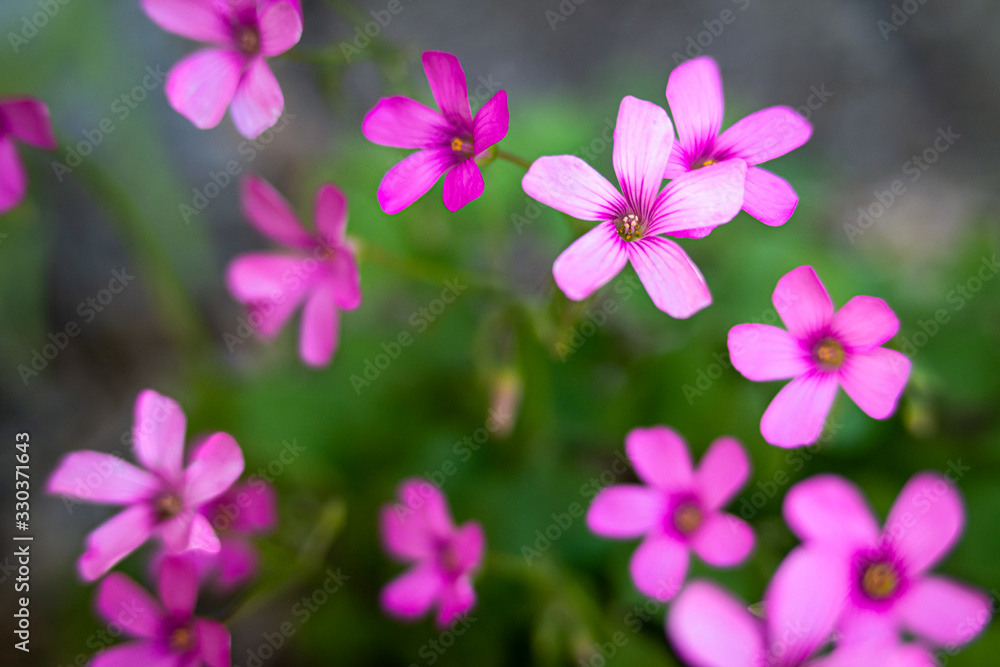 beautiful purple Oxalis flower in autumn with macro lens beautiful purple Oxalis flower in autumn with macro lens