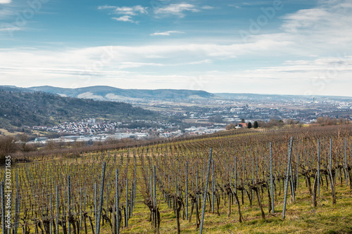 Big apple tree plantation in the middle of the countryside