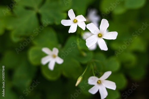 beautiful white Oxalis flower in autumn with macro lens