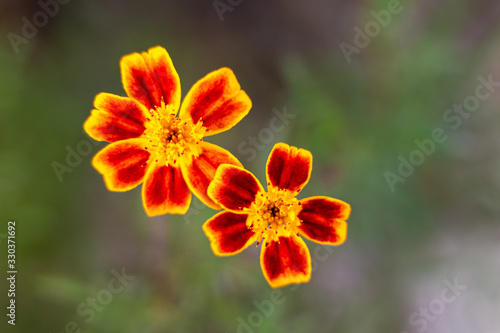 wild French Marigold flower swaying beautifully in the autumn 
