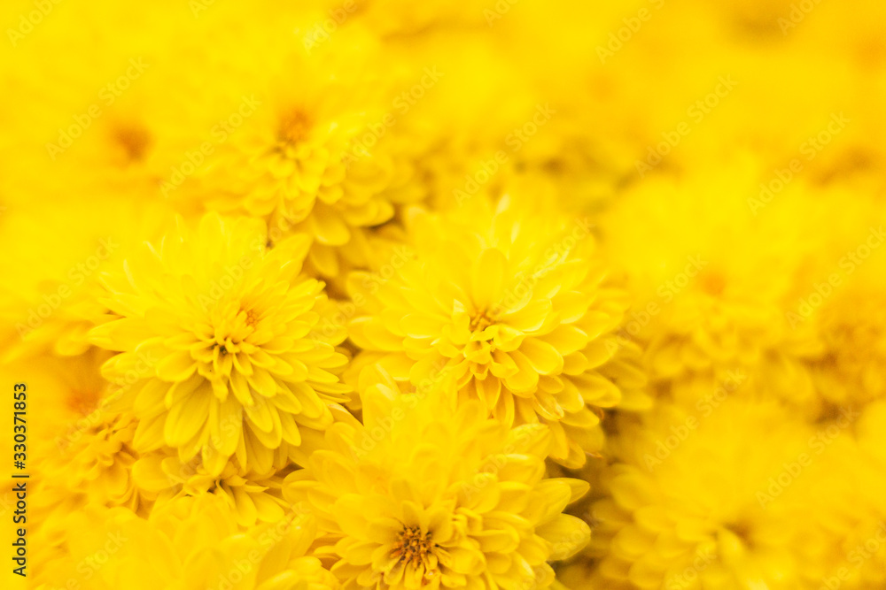 yellow chrysanthemum flower blooming beautifully in autumn yellow chrysanthemum flower blooming beautifully in autumn