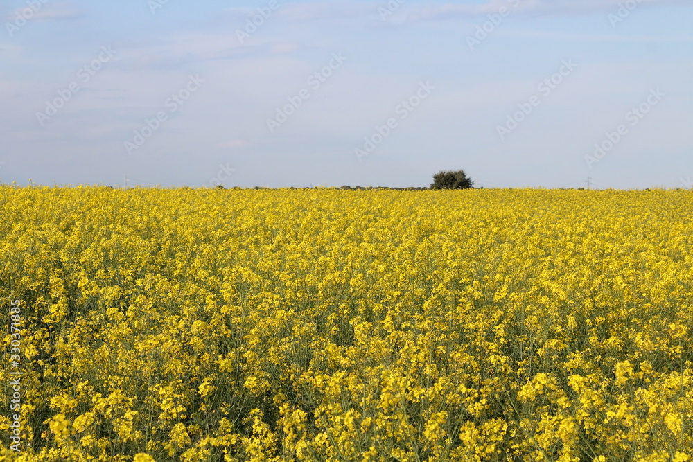 Beautiful yellow flowers of great color and great aroma Beautiful yellow flowers of great color and great aroma