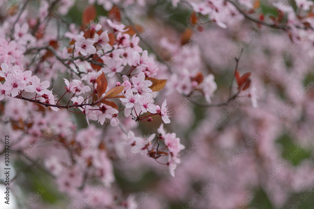 Cherry tree blossoming, pink flowers Cherry tree blossoming, pink flowers