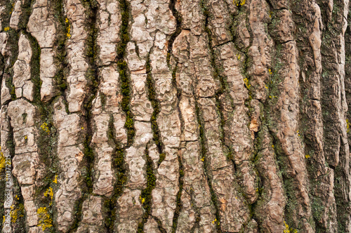 cracked poplar bark with a beautiful symmetrical pattern