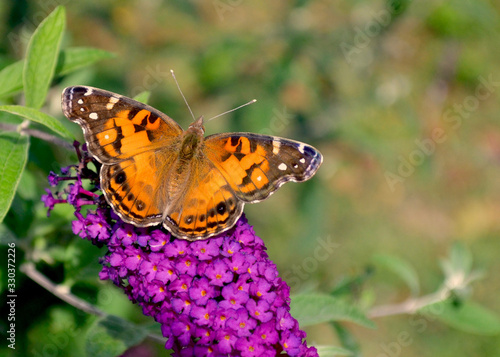  Closeup of an beautiful American Lady butterfly (Vanessa virginiensis) perched on butterfly bush (Buddleja). Copy space.
