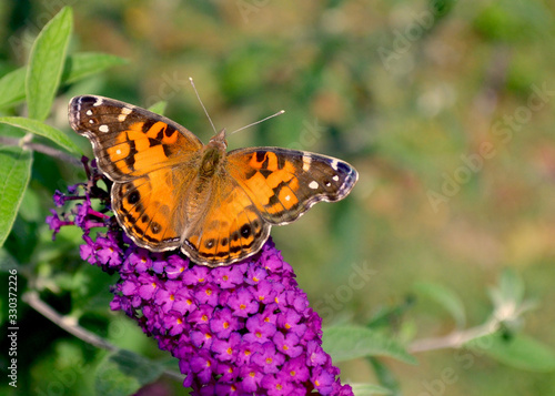  Closeup of an beautiful American Lady butterfly (Vanessa virginiensis) perched on butterfly bush (Buddleja). Copy space. photo