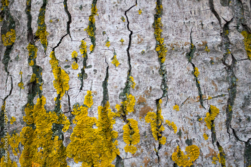 Poplar bark background with yellow moss