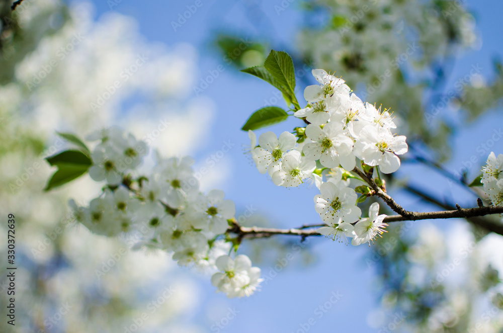 Lovely delicate cherry blossom in warm spring weather for background Lovely delicate cherry blossom in warm spring weather for background