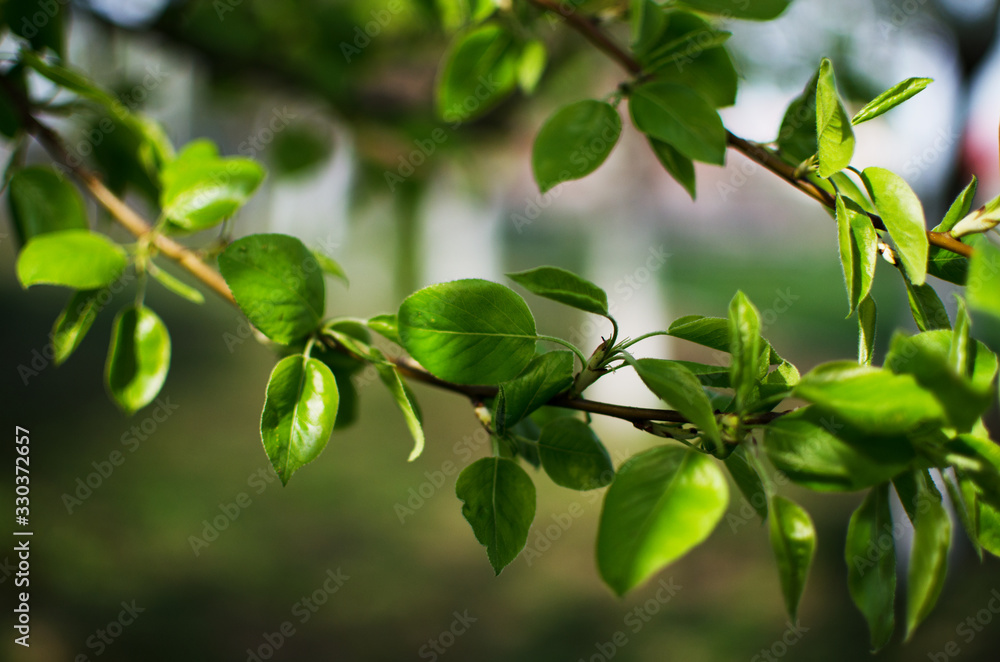 Abstraction growing green leaves on a light background outdoors