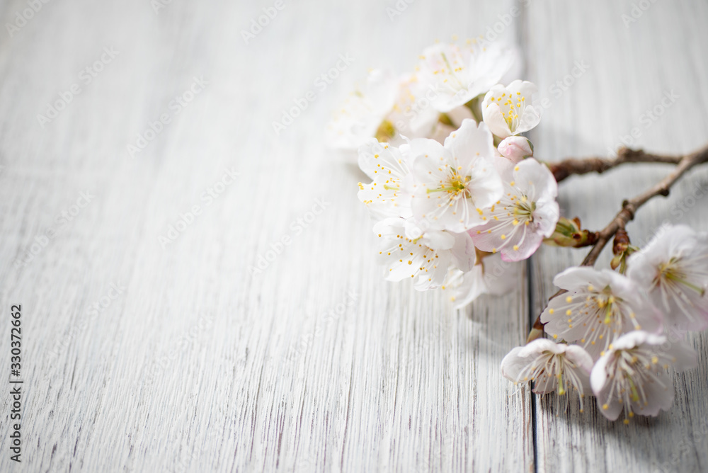 満開の桜 満開の桜