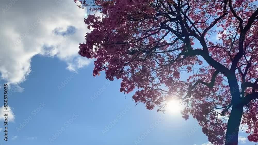 Time lapse of pink cherry blossom tree with moving clouds Time lapse of pink cherry blossom tree with moving clouds
