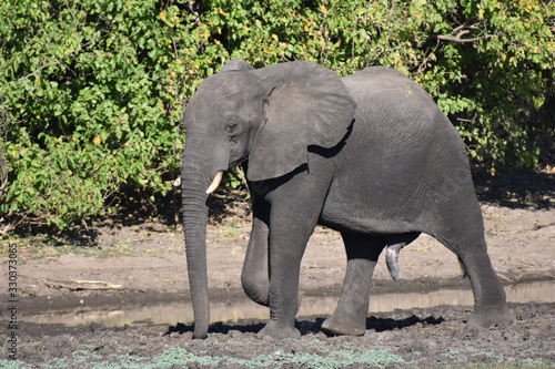African elephant in Chobe National Park, Botswana