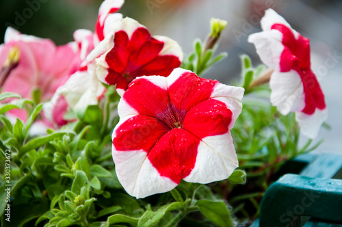 flower in a pot. environment ecology concept. flowers in the garden. Petunia in the garden. plant grow in greenhouse. Closeup Petunia flowers. Floral background of blooming petunias. eco garden photo