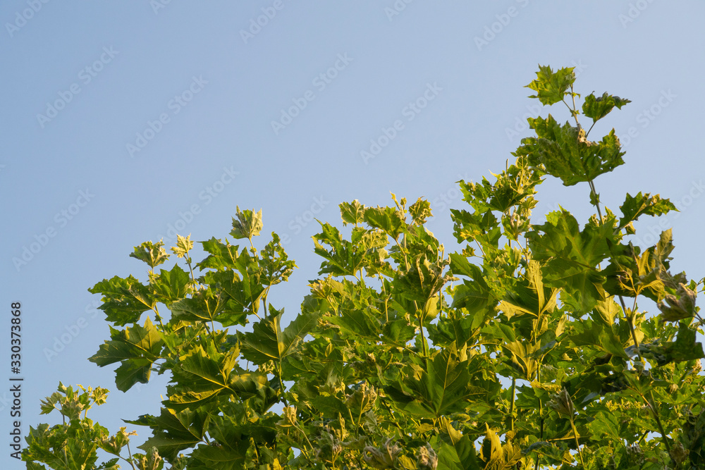 top of the trees on the blue sky top of the trees on the blue sky