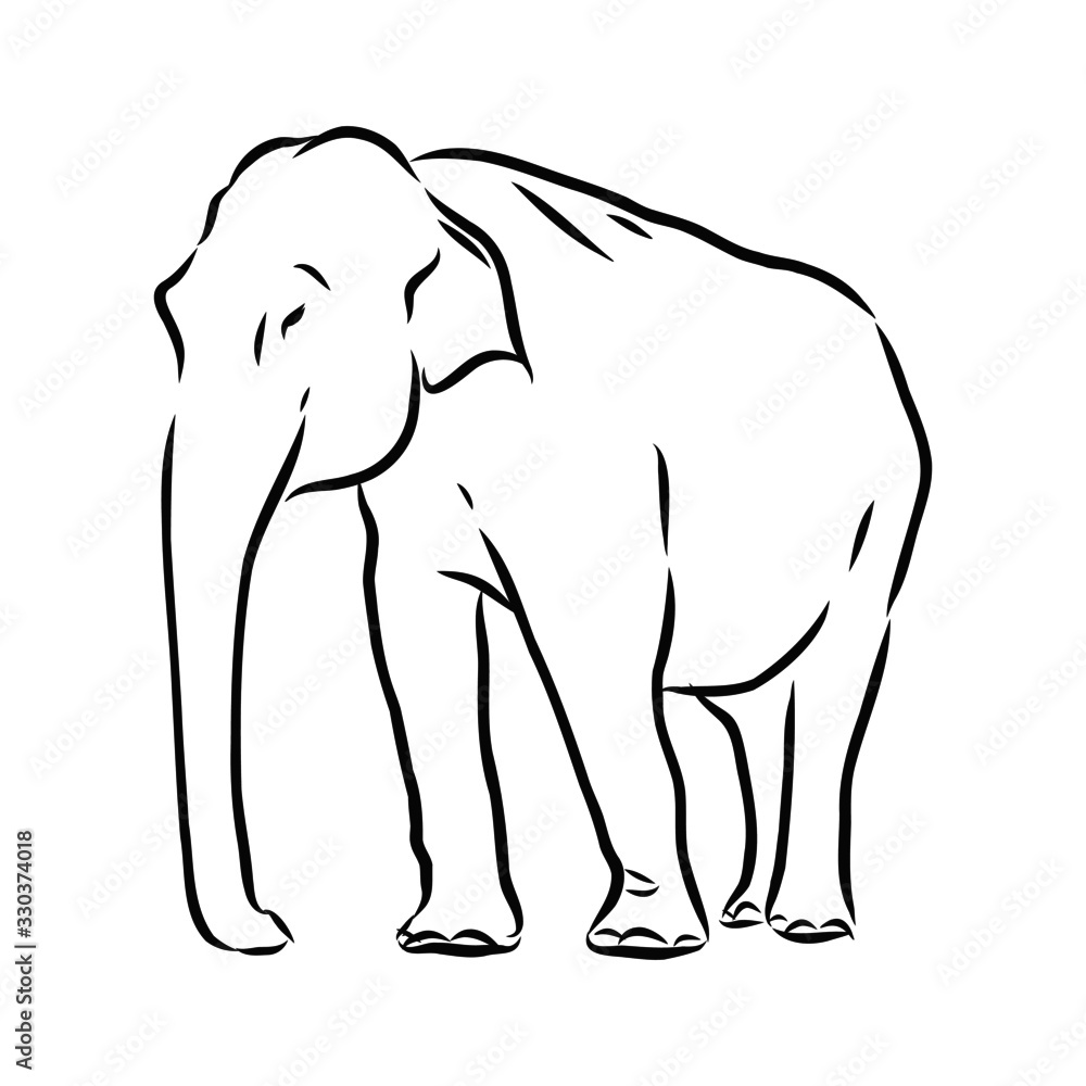 Fototapeta premium vector illustration of an elephant