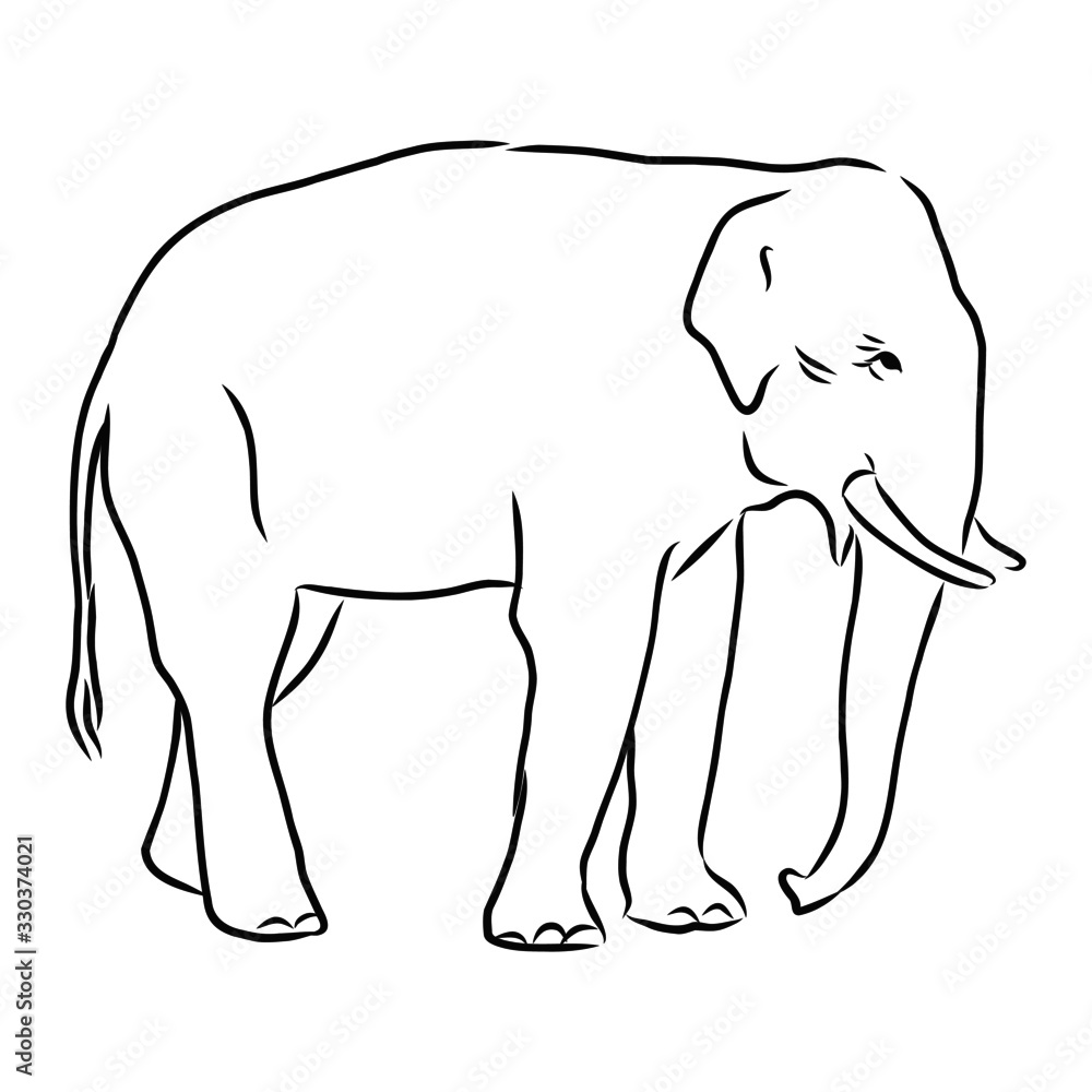 Fototapeta premium vector illustration of an elephant