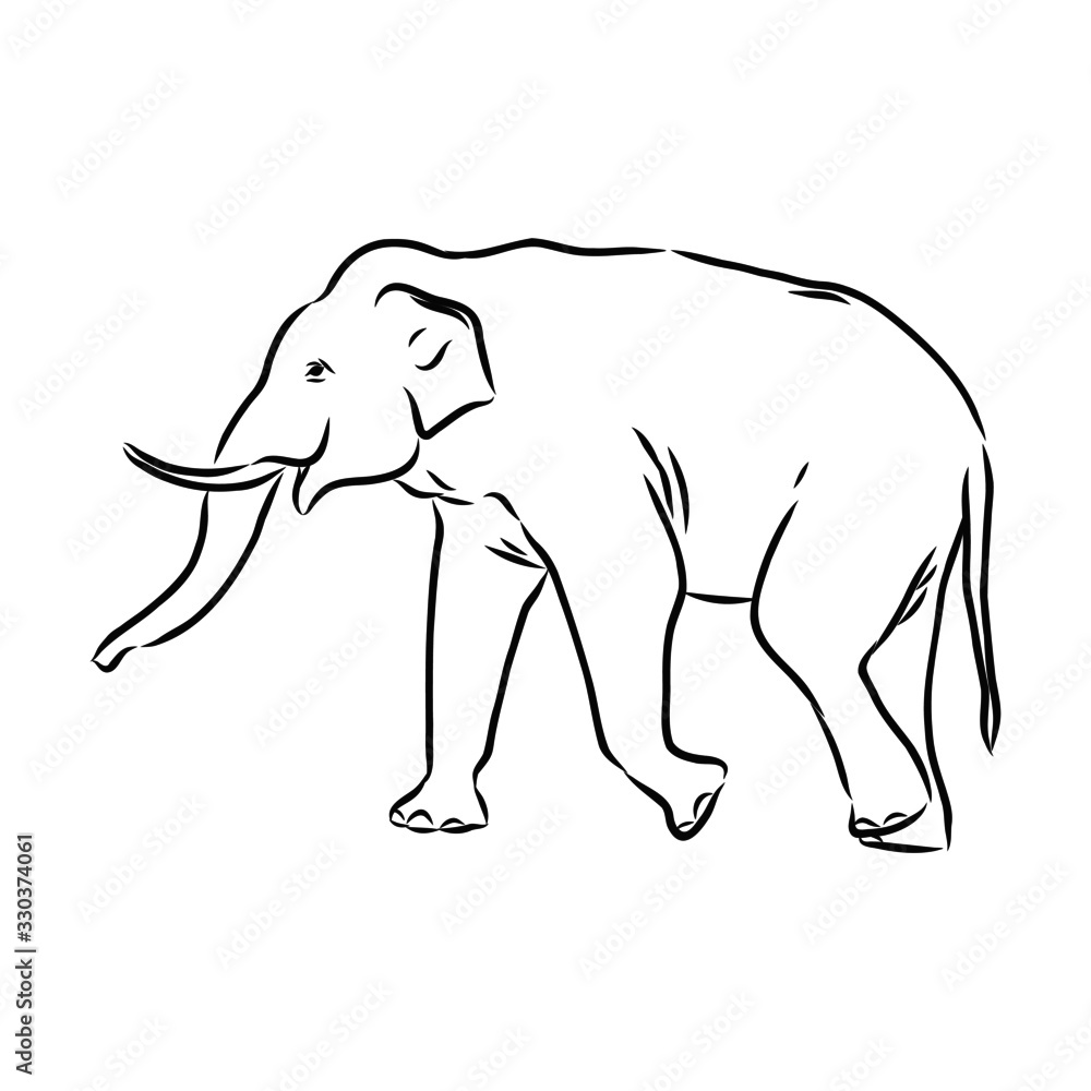 vector illustration of an elephant