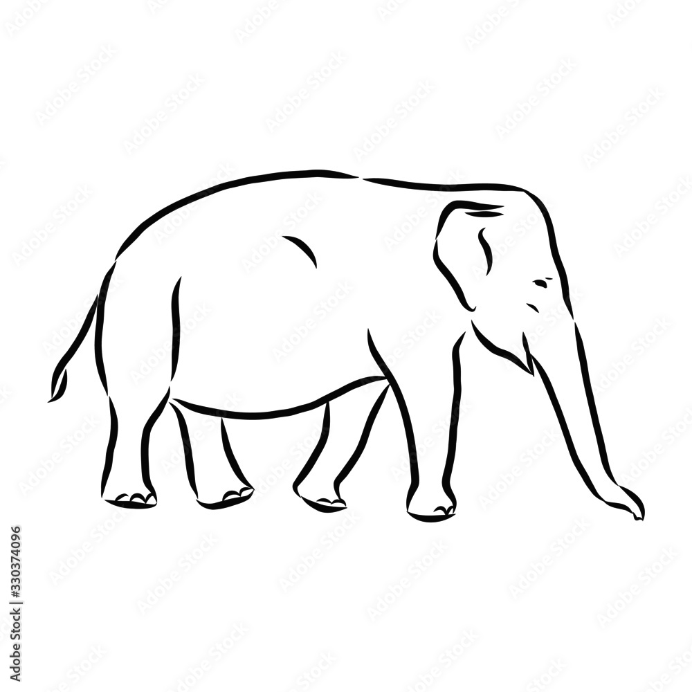Fototapeta premium elephant isolated on white background