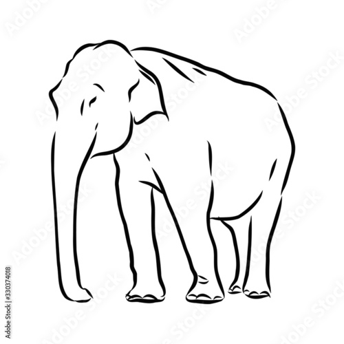 vector illustration of an elephant