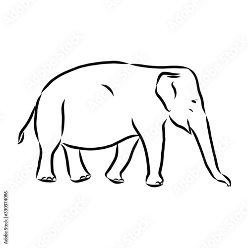 elephant isolated on white background © Elala 9161