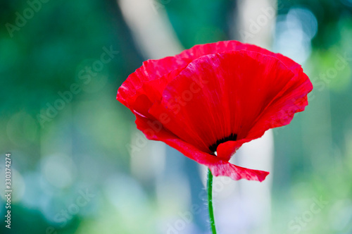 drugs. beauty of spring and summer nature. symbol of sleep, peace, and death. red poppy flower. opium flower. poppy of wartime remembrance. Poppy seeds contain morphine and codeine. summer bloom photo