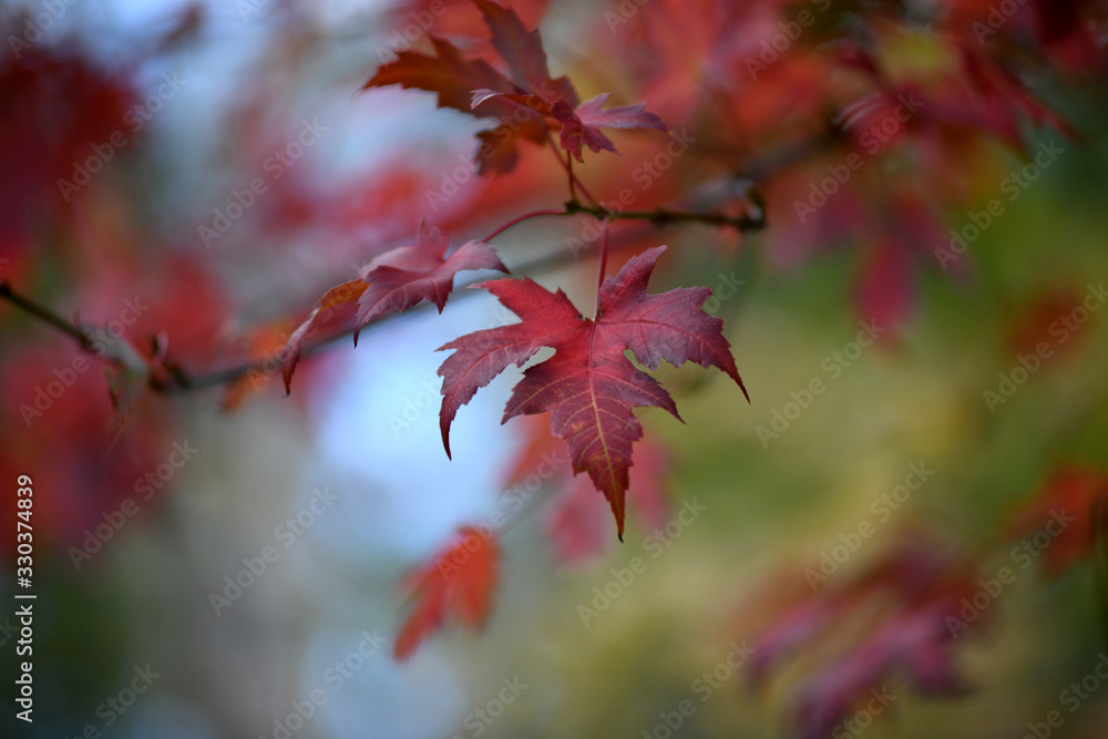 Autumn Branch Autumn Branch