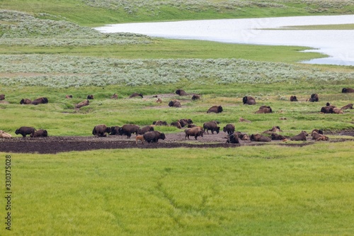 Hayden Valley View with Bison