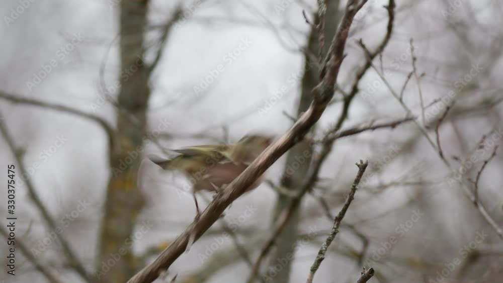 The common Finch (Fringilla coelebs) in natural habitat The common Finch (Fringilla coelebs) in natural habitat