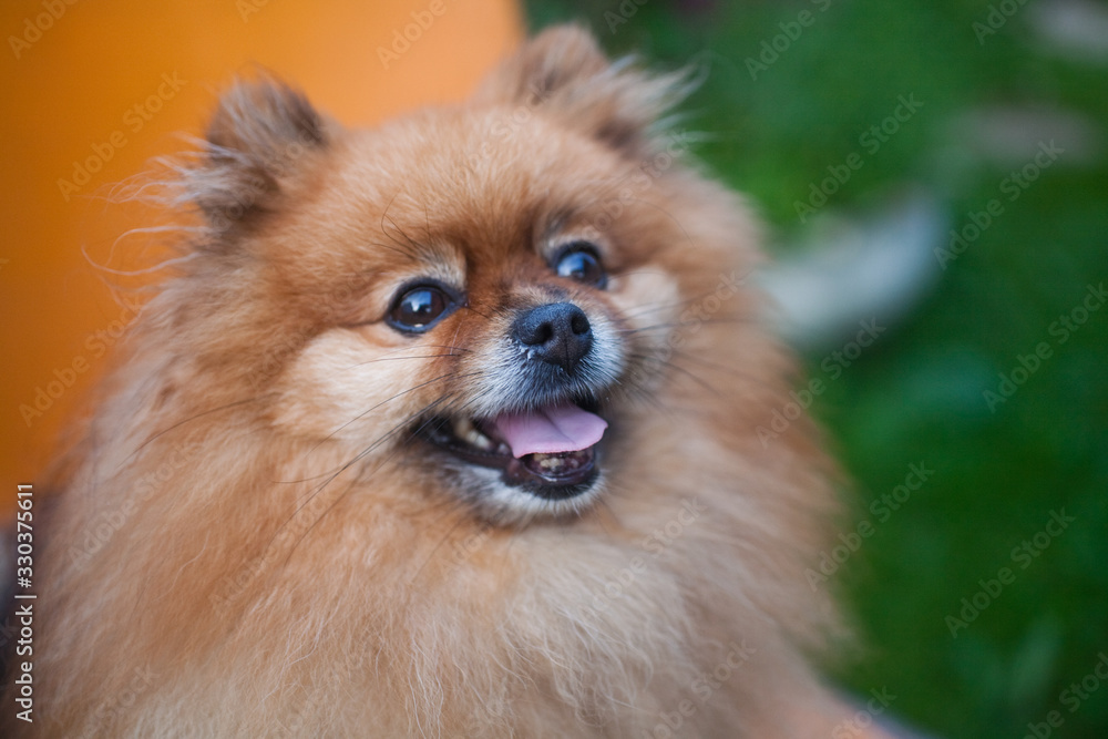 Portrait of a dog of a breed of studs girl Portrait of a dog of a breed of studs girl