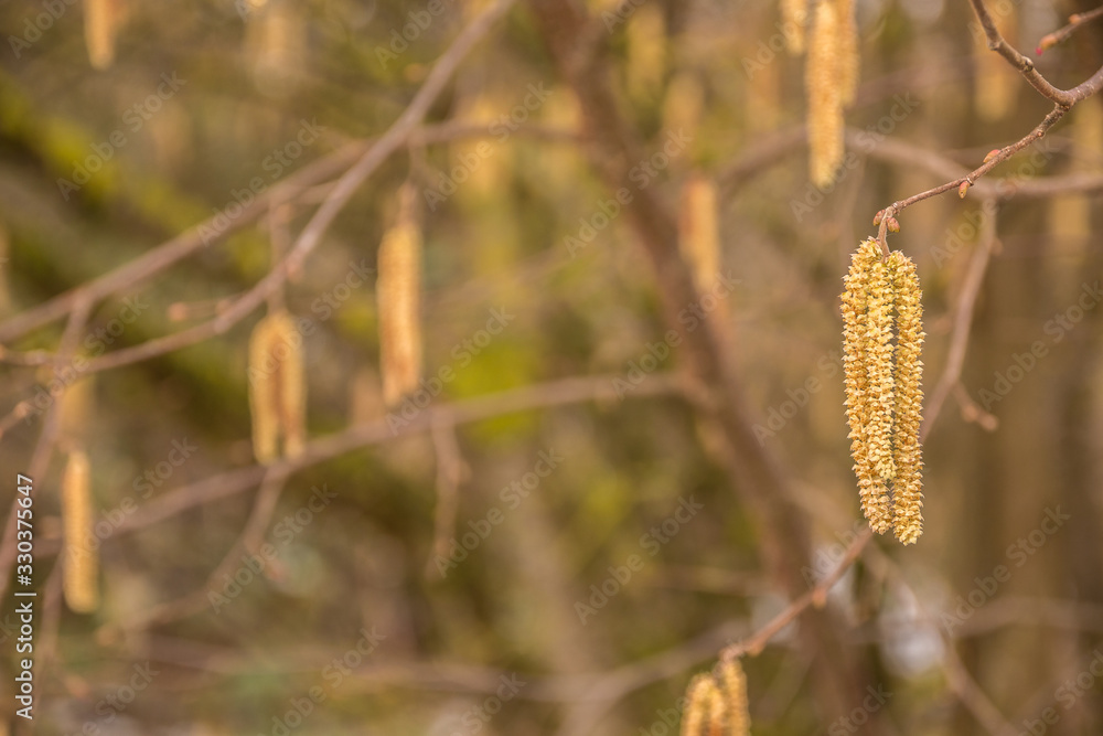Hazelnut tree with a lot of big yellow hazelnut pollen Hazelnut tree with a lot of big yellow hazelnut pollen