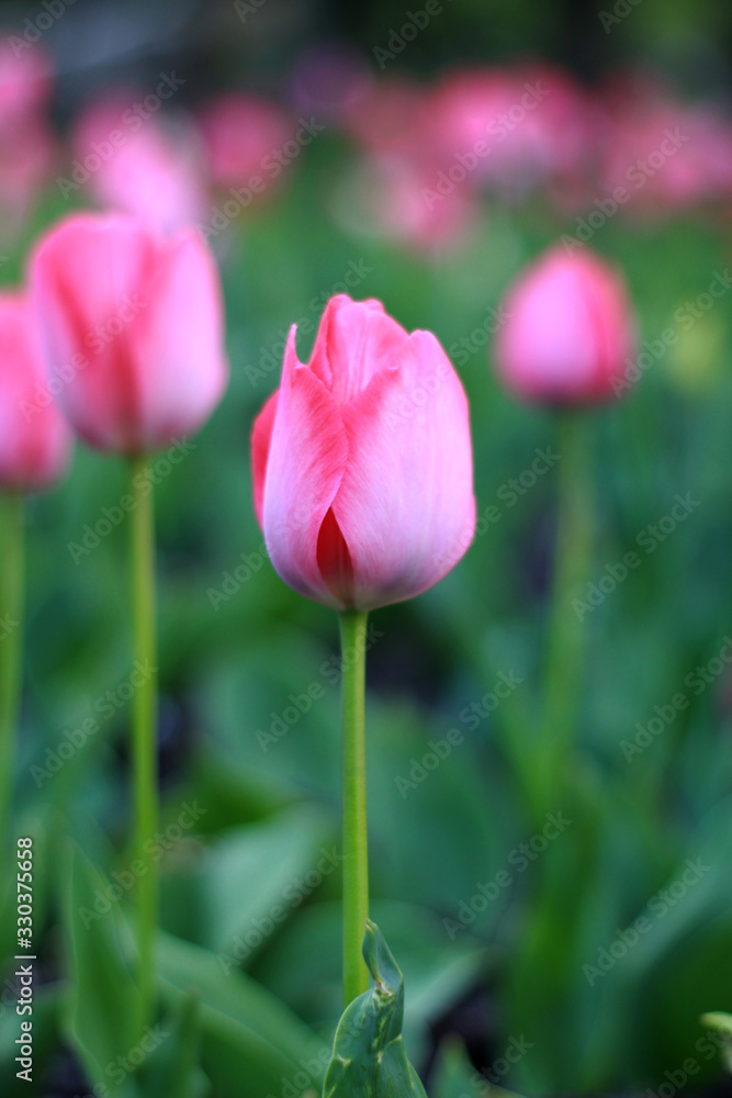 tulip in garden 